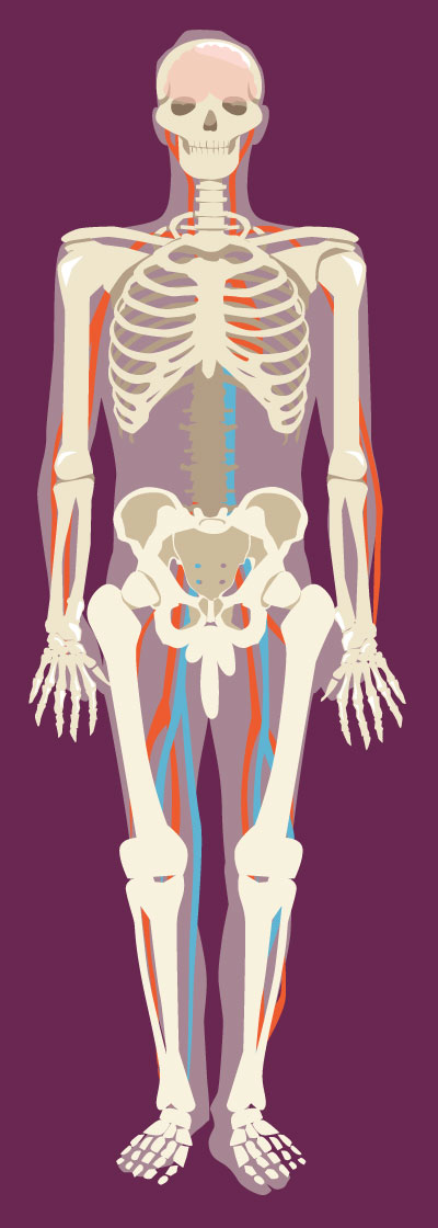 illustration squelette