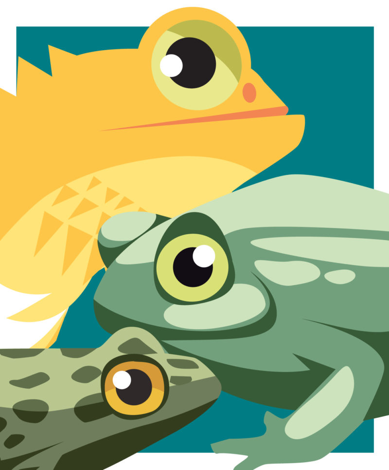 illustration reptiles